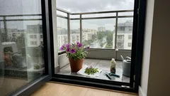 Różowofioletowa petunia na balkonie, obok nożyce i świeżo uszczykane pędy