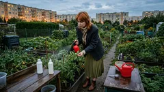 Kobieta opryskująca warzywa czerwonym opryskiwaczem na działce