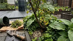 Nigdy nie sadź tego obok róż — 9 roślin, które potrafią zgasić kwitnienie